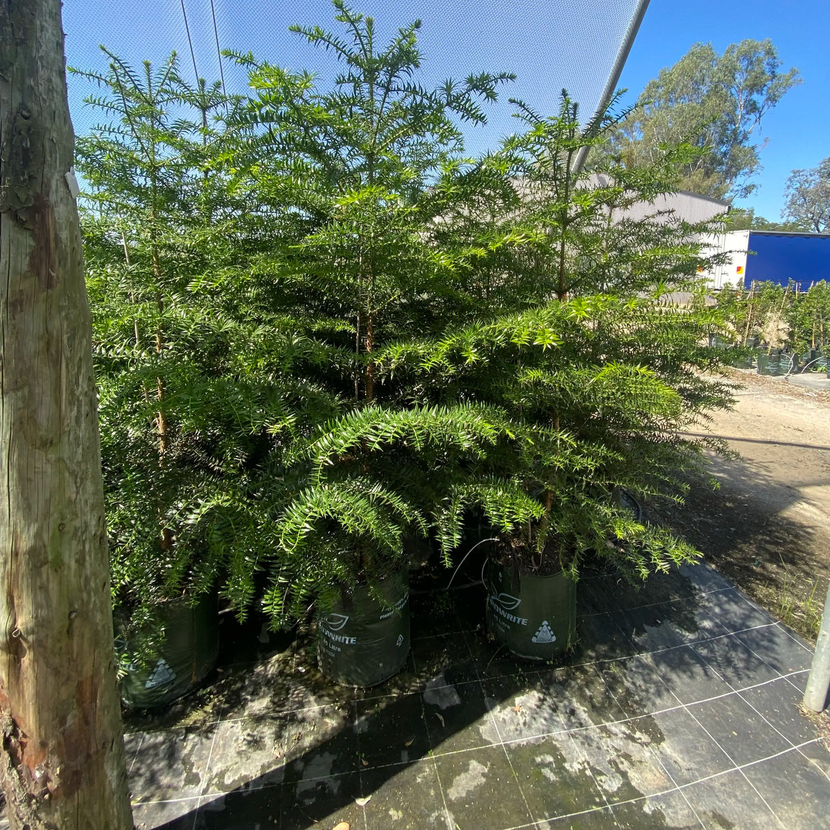 Bunya Pine - Araucaria bidwillii