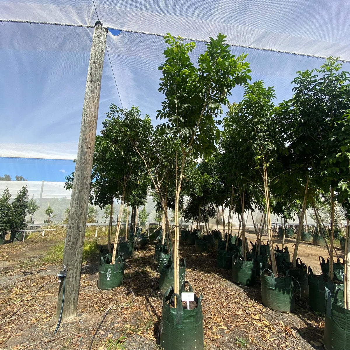 Tulipwood - Harpullia pendula