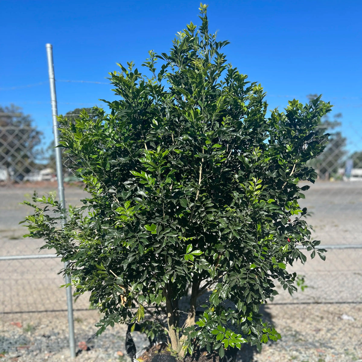 Mock Orange - Murraya paniculata