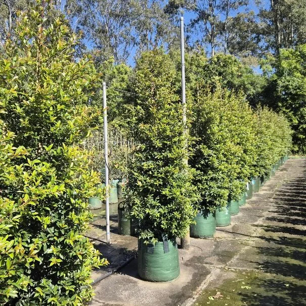 Lilly Pilly 'Select'