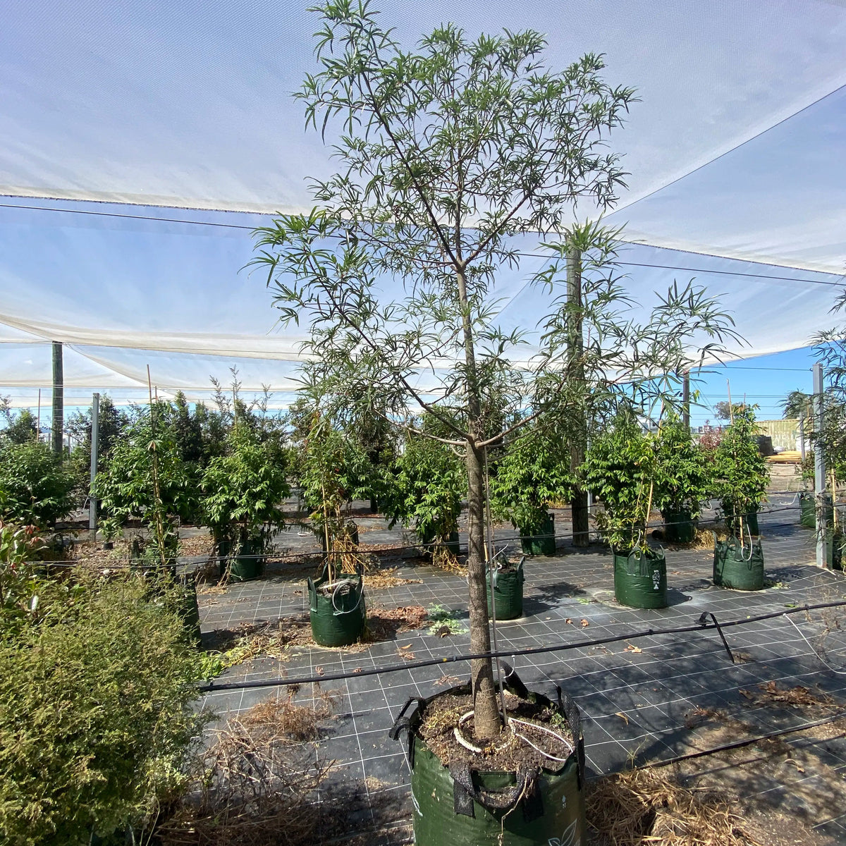 Queensland Bottle Tree - Brachychiton rupestris