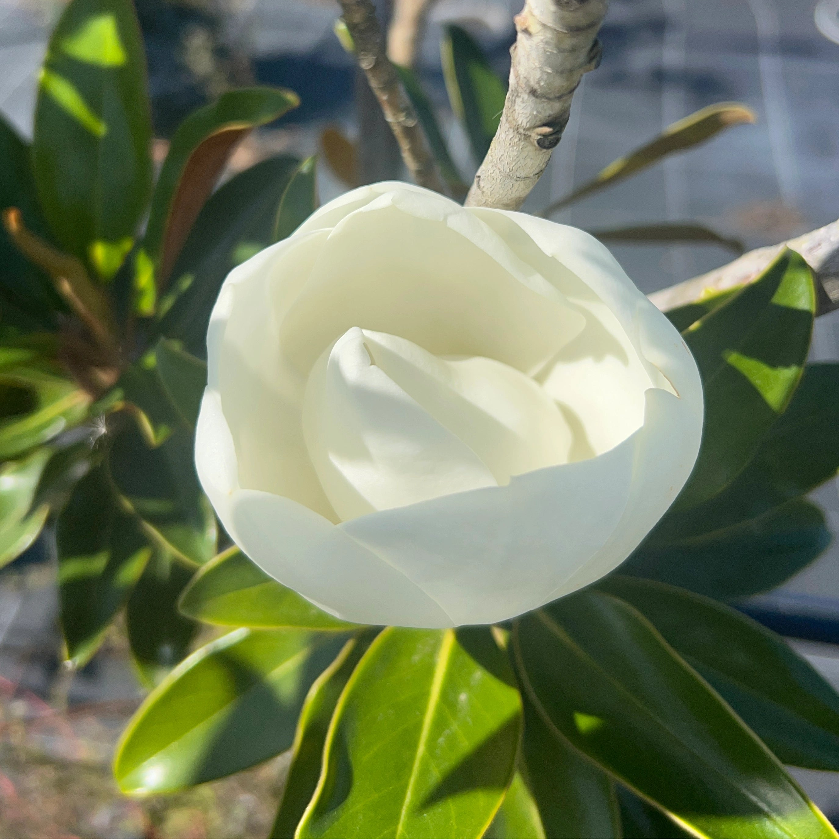 Magnolia grandiflora 'Little Gem'
