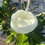 Magnolia grandiflora 'Little Gem'