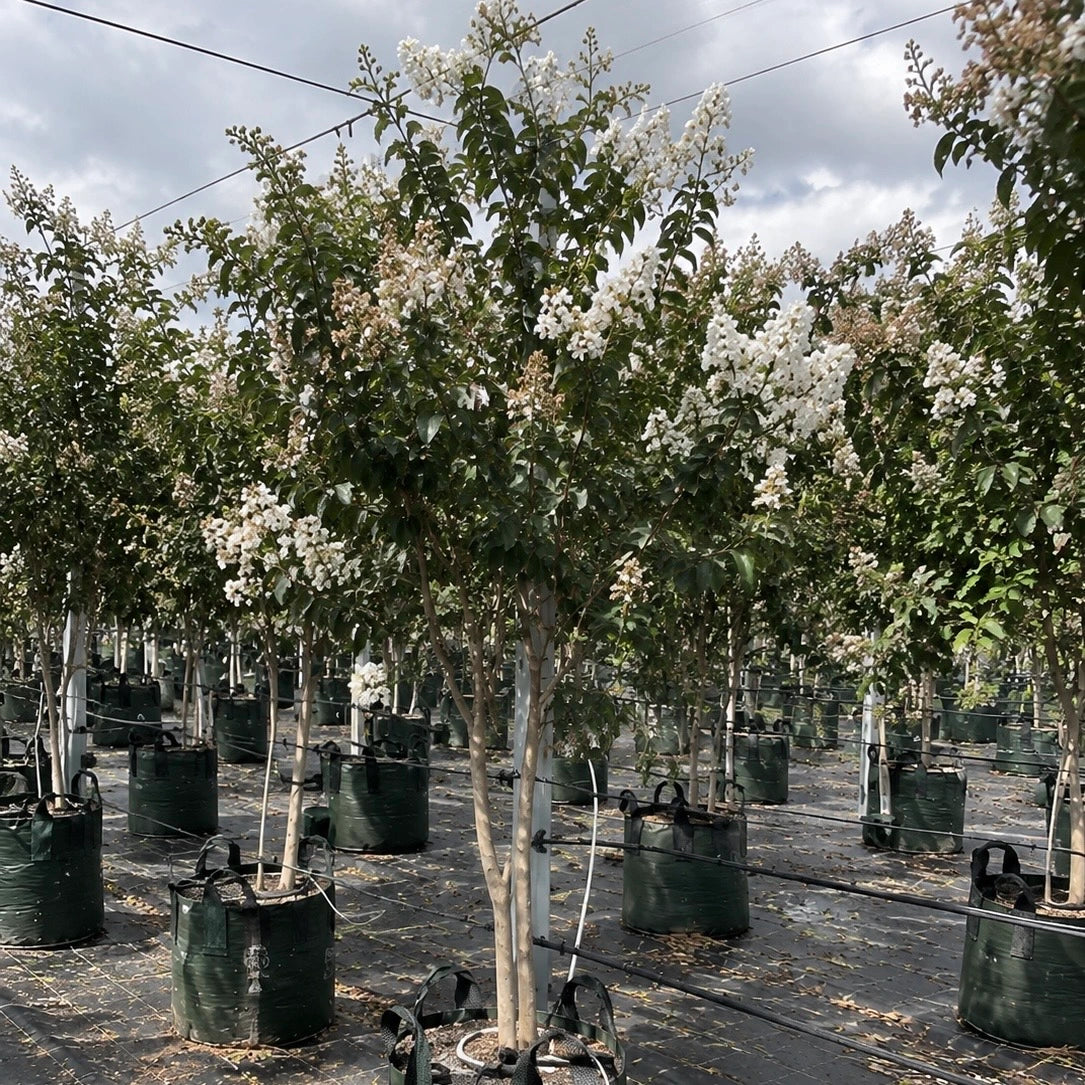 Crepe Myrtle 'Natchez' - Lagerstroemia
