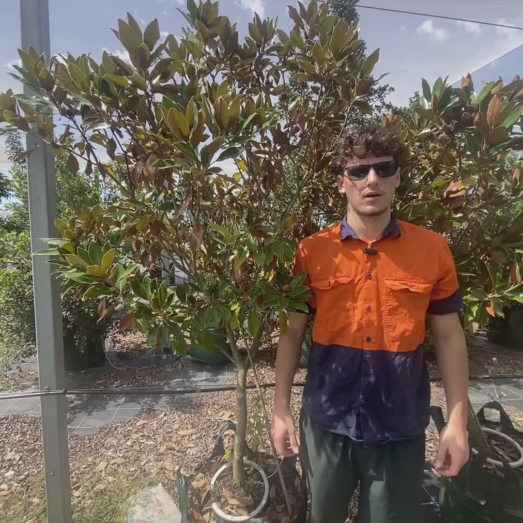 Magnolia grandiflora 'Little Gem'