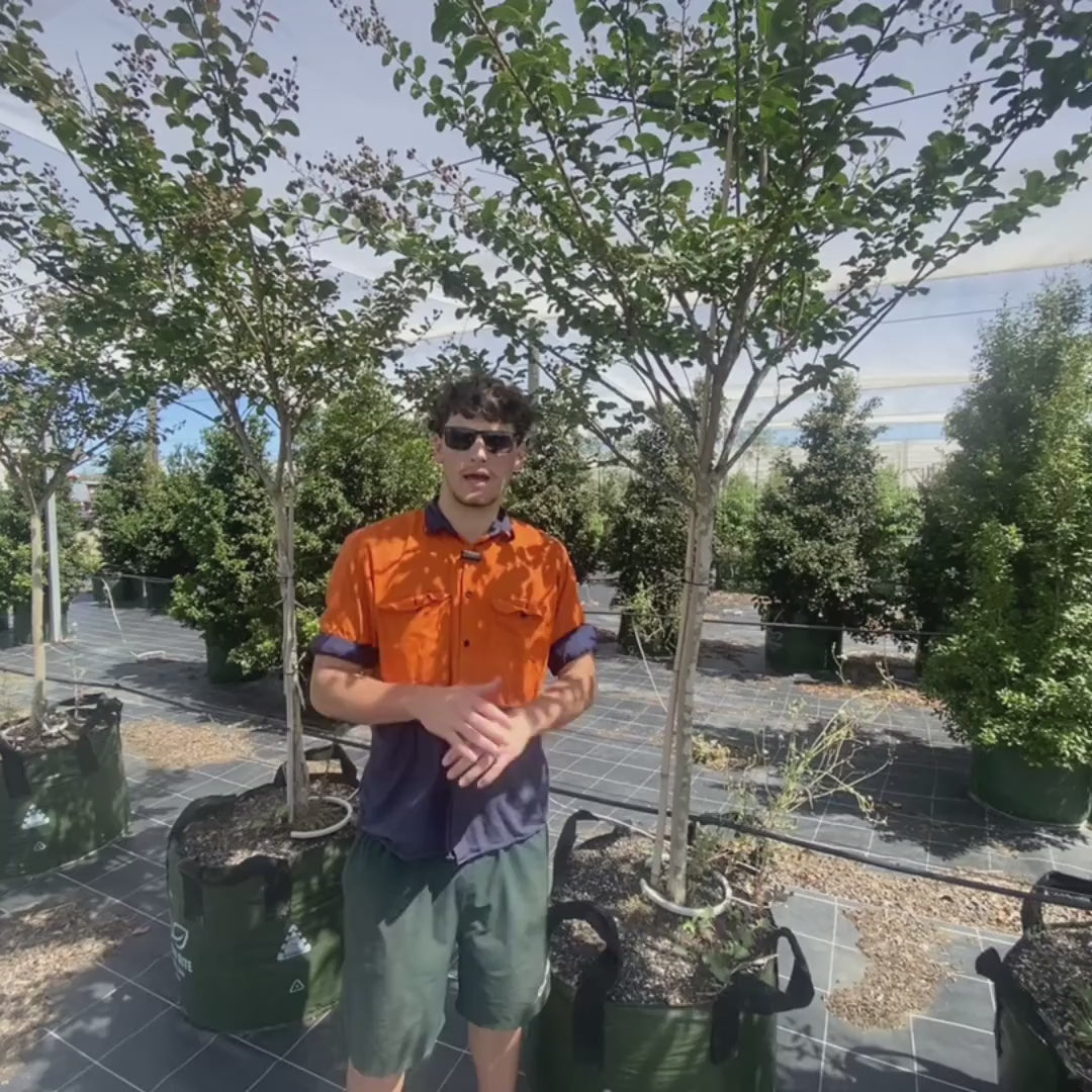 Lagerstroemia 'Zuni' Crepe Myrtle