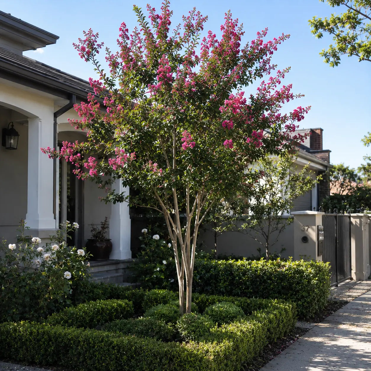 Lagerstroemia 'Zuni' Crepe Myrtle